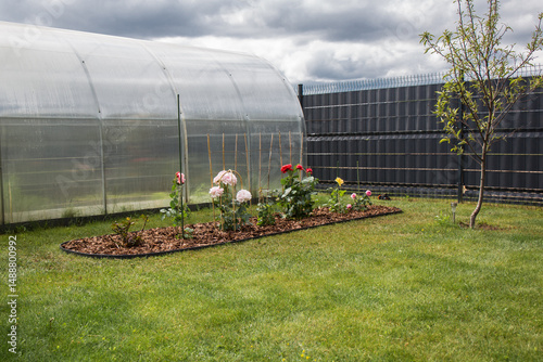 An oblong flowerbed with tree bark mulch located along the base of a greenhouse. The flowerbed contains rose bushes of different colors, tied to supports. There is a green lawn around the flowerbed. 