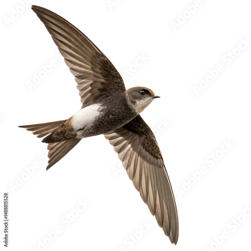 swift bird png, transparent background