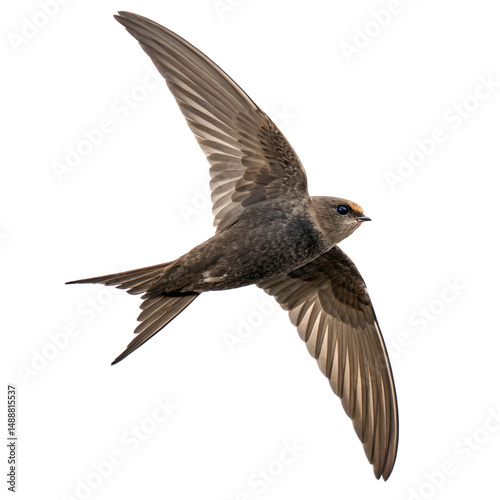 swift bird png, transparent background