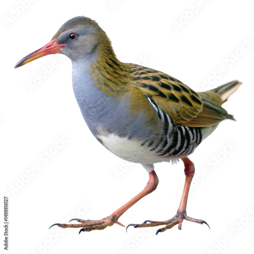 water rail png, transparent background