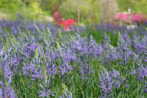 A field of purple Camassia, also known as camas, quamash, Indian hyacinth, camash, and wild hyacinth, flowering in a meadow. photo
