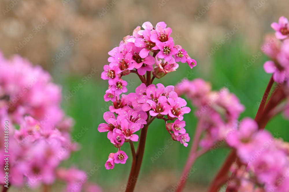 Obraz premium Dark pink Bergenia, elephant’s ears ‘Morgenrote’ in flower.