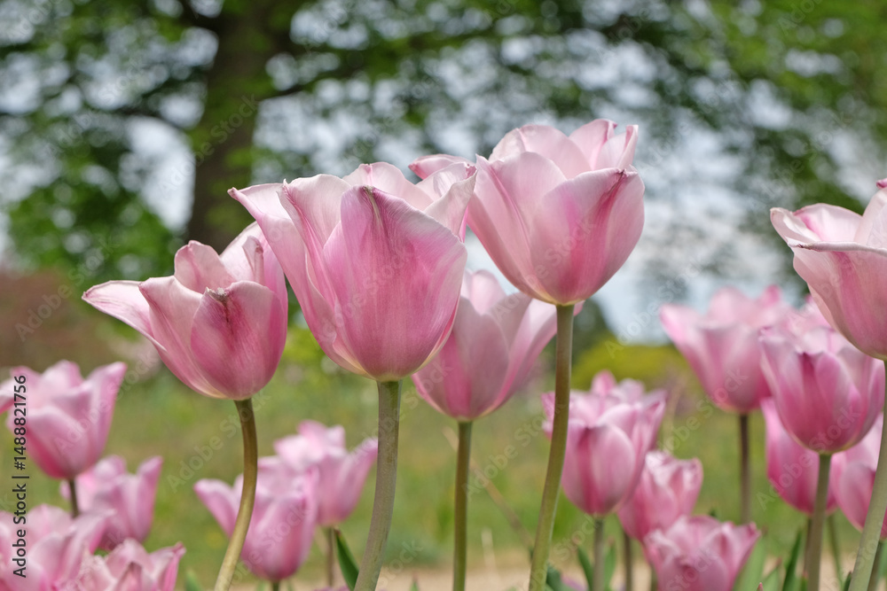 Fototapeta premium Pink Tulipa ‘Mistress Mystique’ triumph tulip in flower.