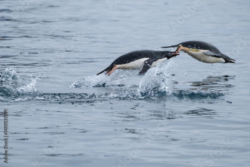 penguin swimming