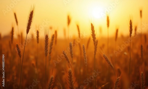 Golden wheat field at sunset, creating a warm and serene rural atmosphere. photo