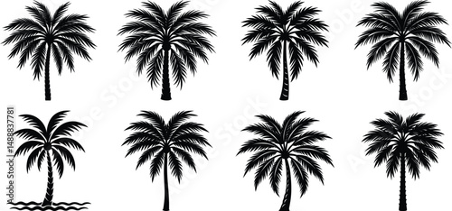 palm trees silhouettes