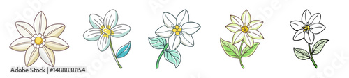 anemopsis yerba mansa flower icon, anemopsis yerba mansa flower line art - simple line art of anemopsis yerba mansa flower, perfect for anemopsis yerba mansa flower logos and icons