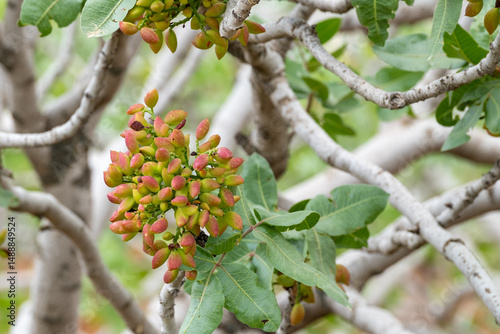 Close-up View of Ripening Pistachios on Trees in Gaziantep, Turkey – Early Stage of Pistachio Harvest Season