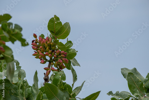 Close-up View of Ripening Pistachios on Trees in Gaziantep, Turkey – Early Stage of Pistachio Harvest Season