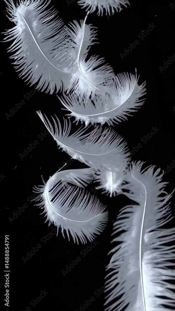Plumes blanches tombant lentement sur fond noir, scène poétique et légère en mouvement

