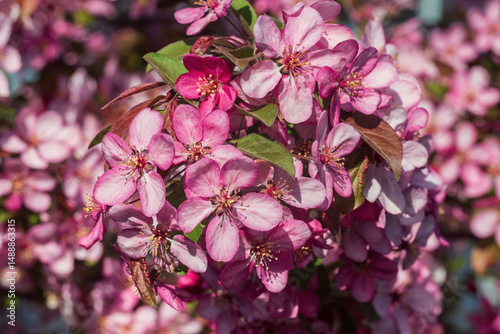 Pink flowers on an apple tree branch, shallow depth of field.