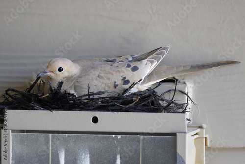 a heartwarming bird hatching a single egg near a dwelling