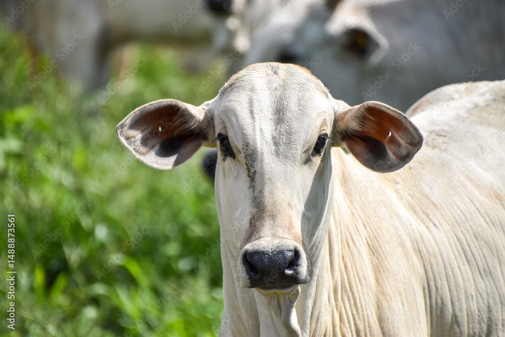 Cow and calf Cow and calf