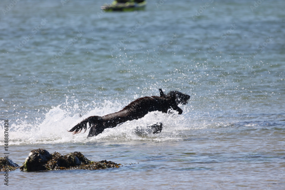 Fototapeta premium Dogs on the beach