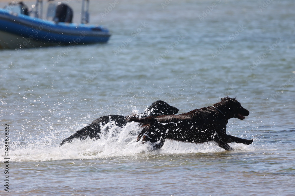Obraz premium Dogs on the beach
