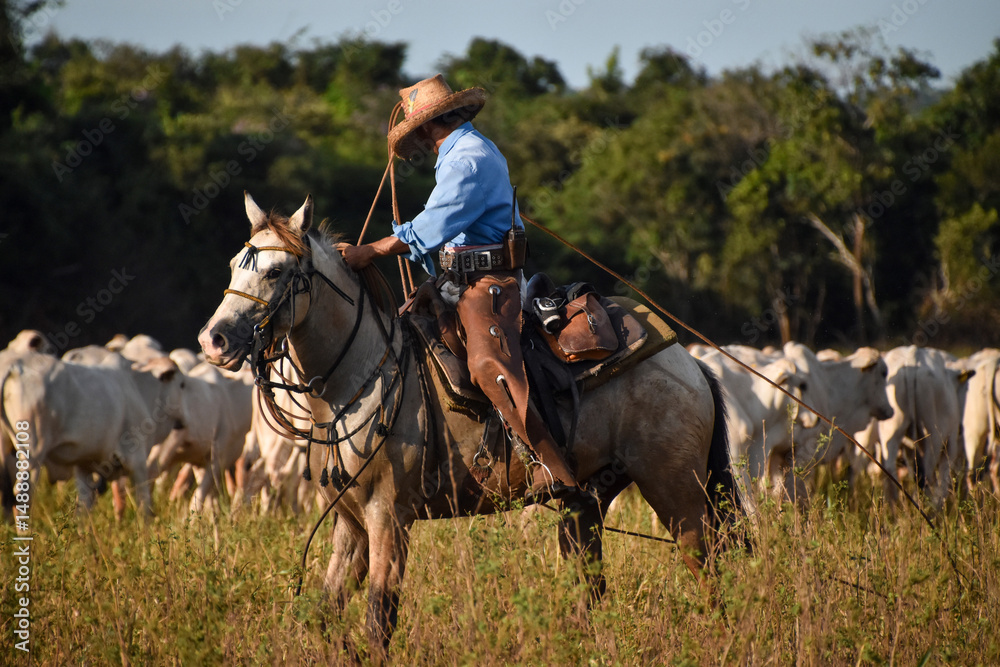 Fotografia cattleman working with cattle
