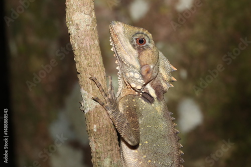 Boyd's forest dragon (Lophosaurus boydii)