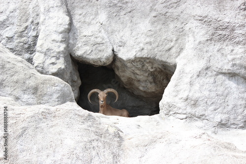 Mouflon in a cave in the rocks