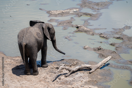 Elephant walking near a water plan, Timbavati private reserve, Great Kruger National Park, South Africa