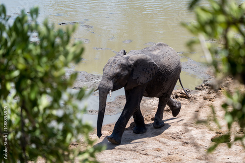 Elephant walking near a water plan, Timbavati private reserve, Great Kruger National Park, South Africa
