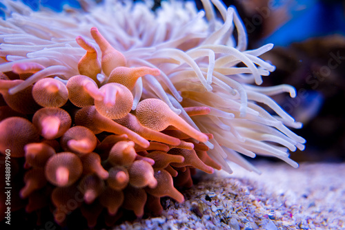 Anemone, Two oceans aquarium, Cape Town, South Africa