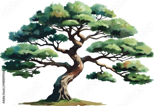 A watercolor illustration of a Japanese Black Pine (Pinus thunbergii), with rugged needles and textured bark, isolated on a white background 