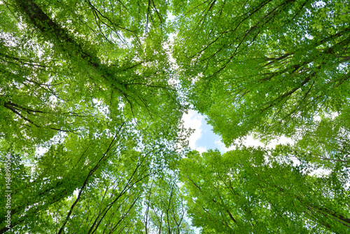 Looking up at tall green tree canopies against a blue sky
