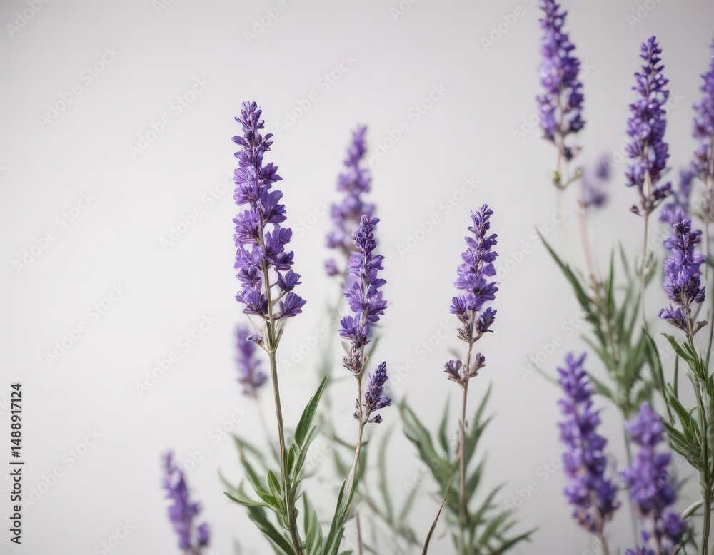 Fototapeta premium Vibrant purple lavender blossoms on crisp white backdrop, flower, lavender, pastel