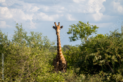 Spotted, Timbavati Private Reserve, Great Kruger National Park, South Africa