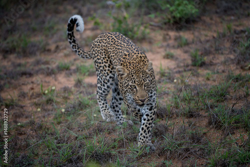 Leopard chasing prey, Timbavati private reserve, Kruger National Park, South Africa 