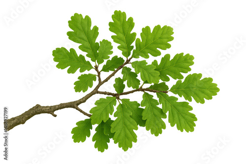 Sprig of common oak with vibrant green leaves, isolated on a transparent background, perfect for nature-themed designs