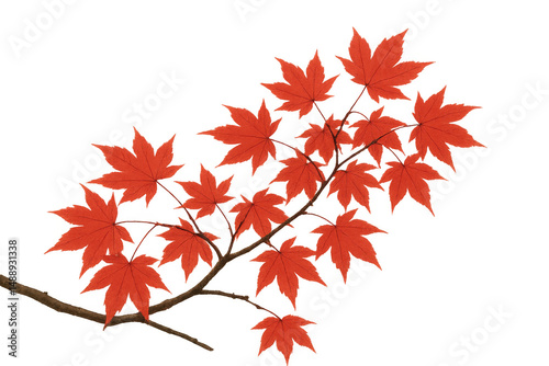 Red maple leaves hanging from slender branch, glowing with warm autumn hues against clean white background