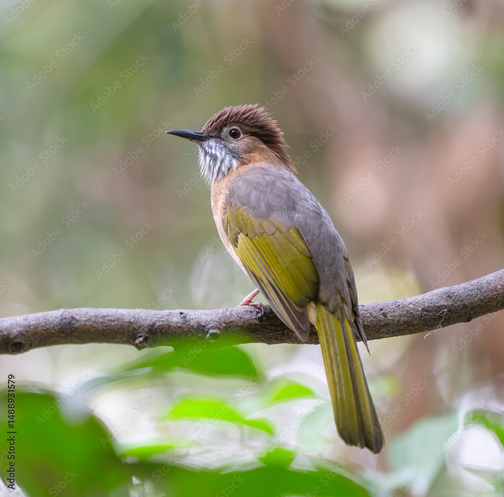 Fototapeta premium close up of mountain bulbul bird singing on the tree branch