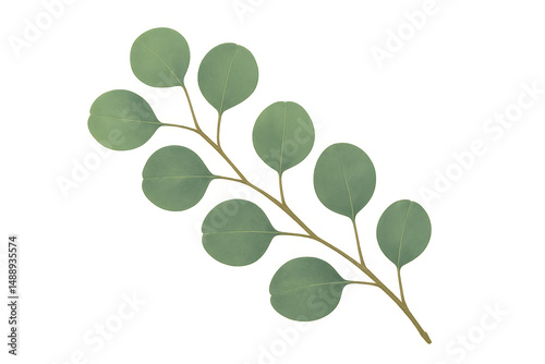 Green eucalyptus branch with round leaves isolated on transparent background, perfect for nature-inspired designs
