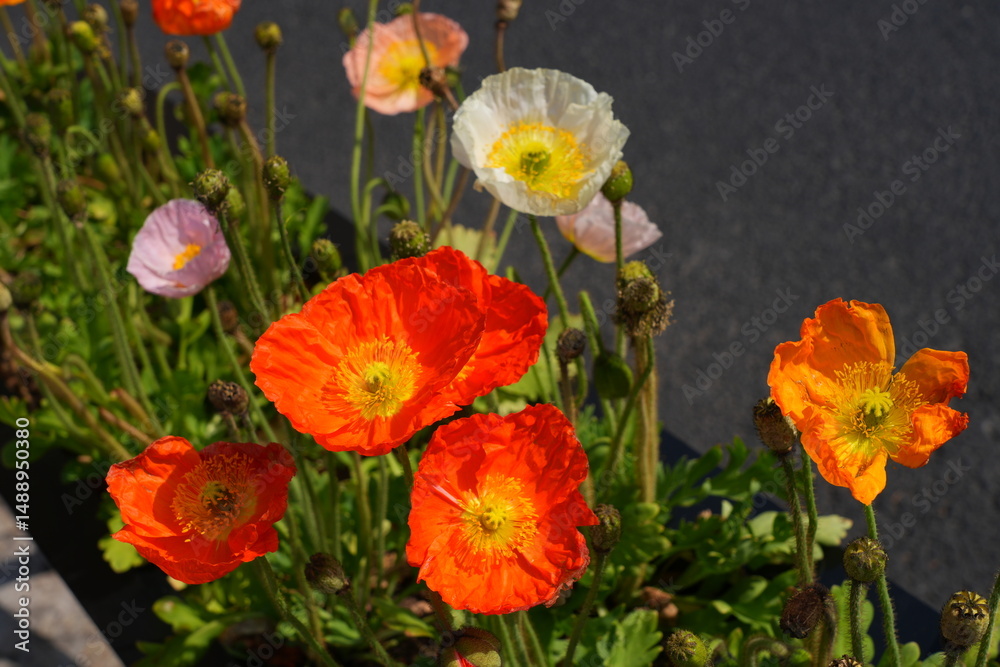 Fototapeta premium Colorful flowers of Icelandic Poppy (Papaver Nudicaule)