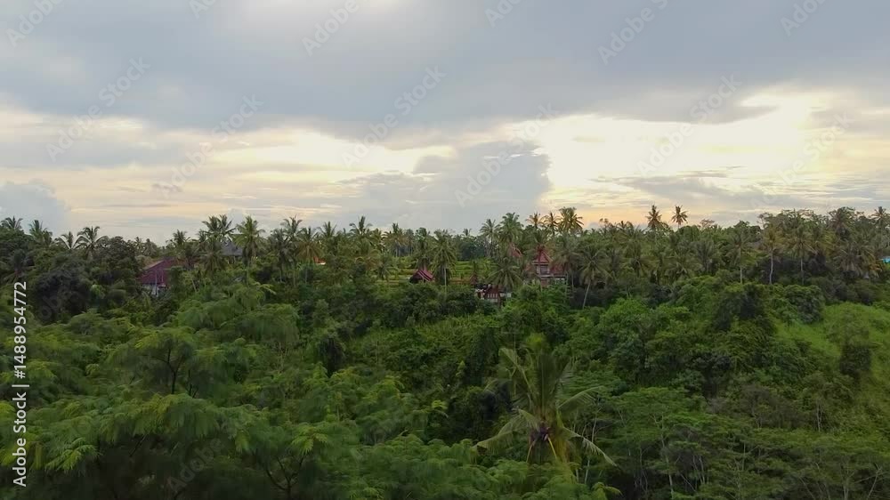 Aerial view of a tropical green area in Bali, showing Moringa oleifera, neem (Azadirachta indica), and Albizia trees thriving in rich soil.