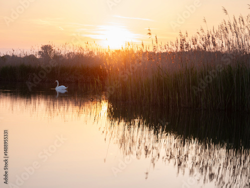 white swan near reeds in small lake during sunset in holland