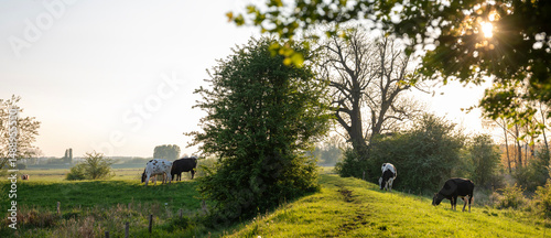 young cows in floodplanes of river rhine in the netherlands