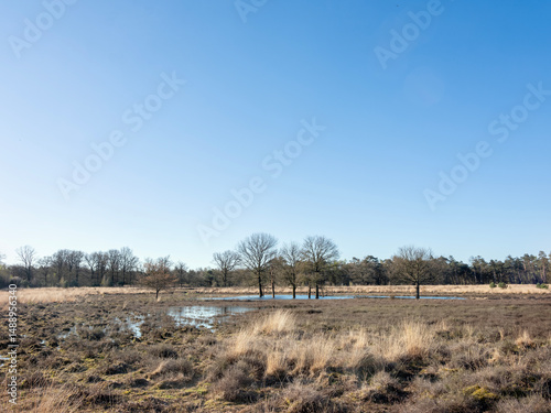 trees and puddles on leersumse veld in the netherlands