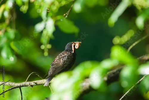 Sturnus vulgaris aka european starling with worms in the beak. Feeding babies. Common bird in Czech republic.