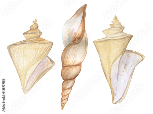 Set of watercolor seashells of various shapes in beige shades