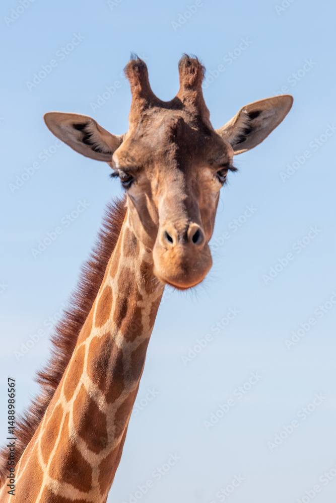 Naklejka premium Cute Giraffe