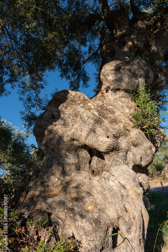 Gnarled Olive Tree Texture. Close-up of rugged, gnarled bark of an ancient olive tree in a Greek grove, bathed in sunlight.