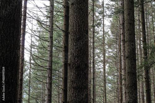Vertical Lines Of Deep Coniferous Forest photo