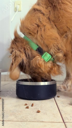 Golden retriever eating from a dog bowl on tiled floor