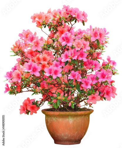 Wallpaper Mural Vibrant Pink Azalea in Terracotta Pot Stunning Spring Bloom Torontodigital.ca
