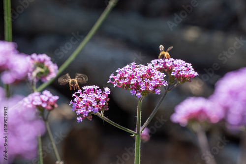 Macro Closeup Photo of a Bee on Verbena Bonariensis Purpletop Vervain Outdoor Blooming Flowers Sunny Day