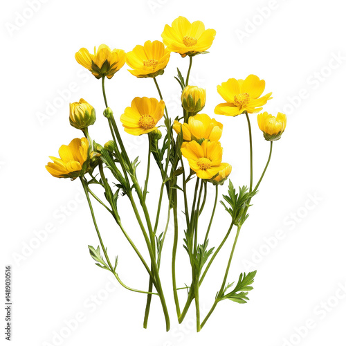Wallpaper Mural Bright yellow flowers with green stems isolated on Transparent background showcasing natural beauty, Closeup shot yellow flowers isolated on PNG background Torontodigital.ca