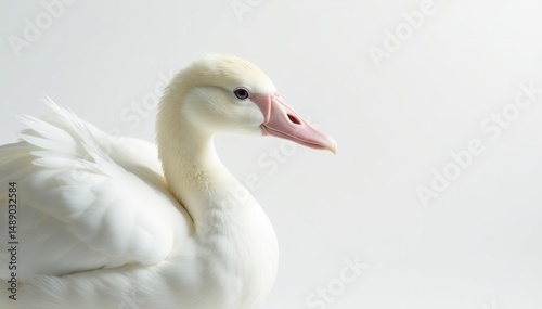 Close-up of pristine white feathers against a stark white backdrop, aesthetic, feather