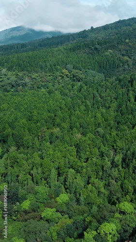 Aerial 4K Vertical Drone View of Lush Mountain Pine Forest on Clear Day